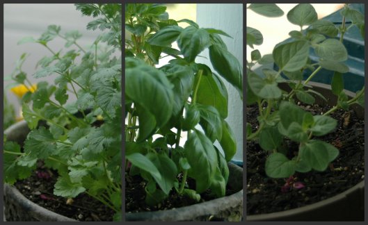 Cilantro Basil Oregano