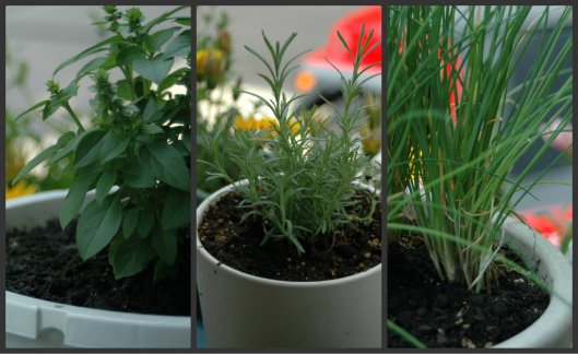 Spicy Basil Lavender Chives