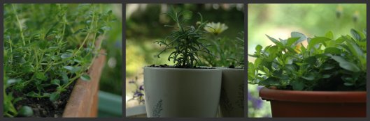 Thyme Rosemary Marjoram